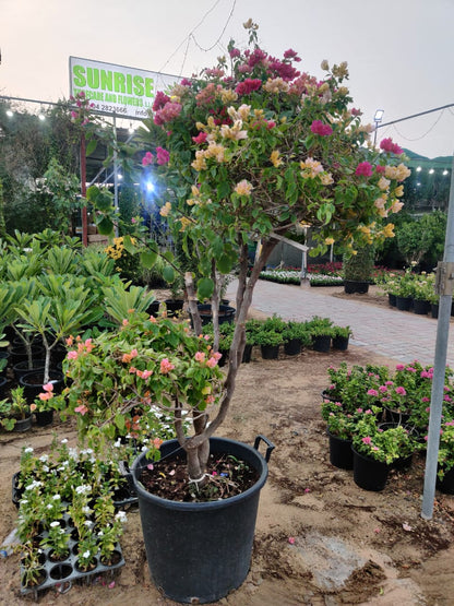 Bougainvillea Multi Head