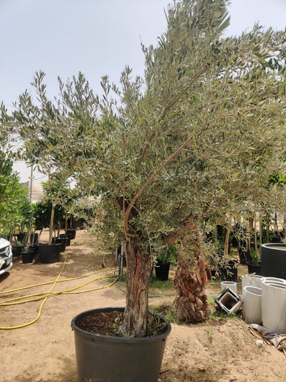 Olive Tree (Olea europaea)