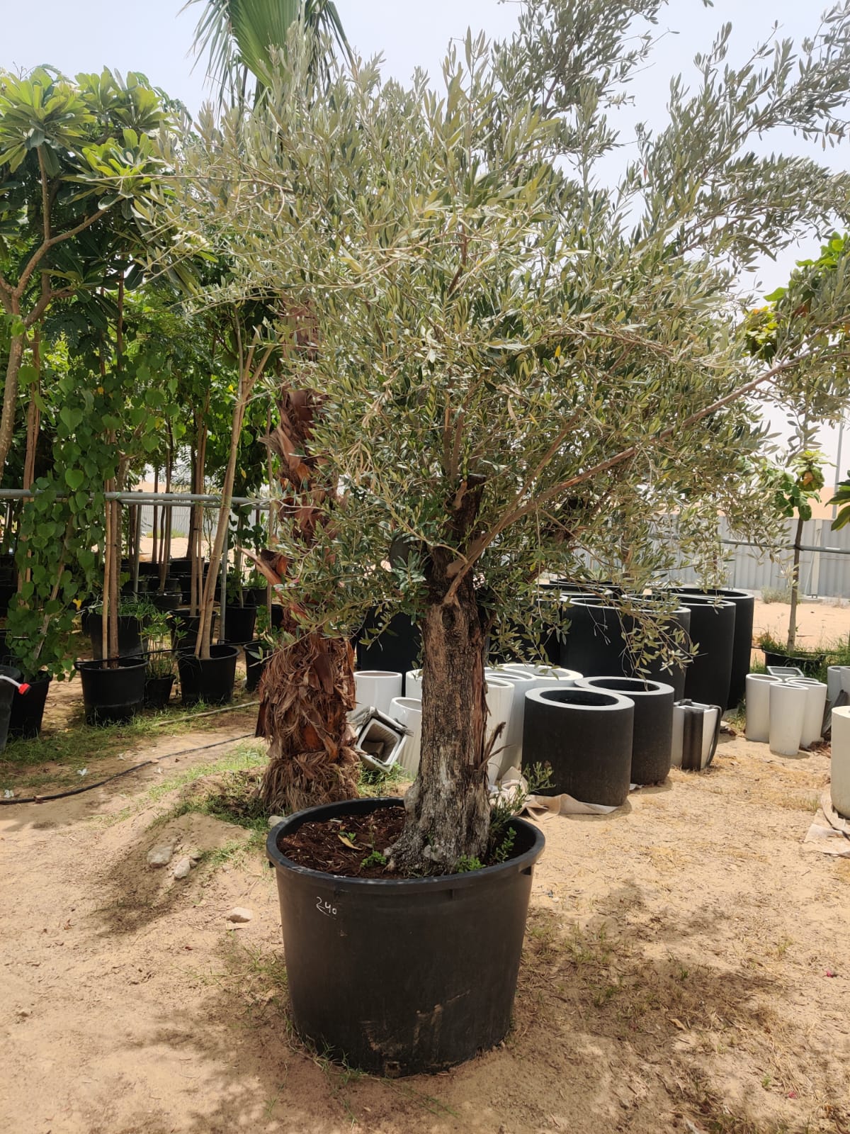 Olive Tree (Olea europaea)