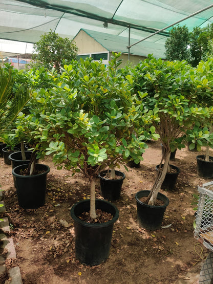 Ficus Panda Single Head