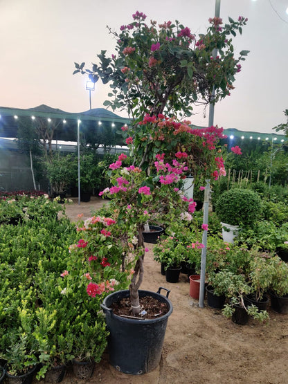 Bougainvillea Multi Head