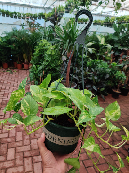 Money Plant Hanging / Epipremnum Pinnatum / Golden Pothos