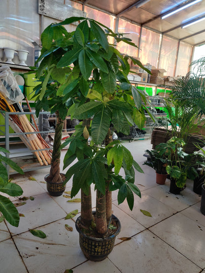 Pachira Aquatica / Water Chestnut / Money Tree