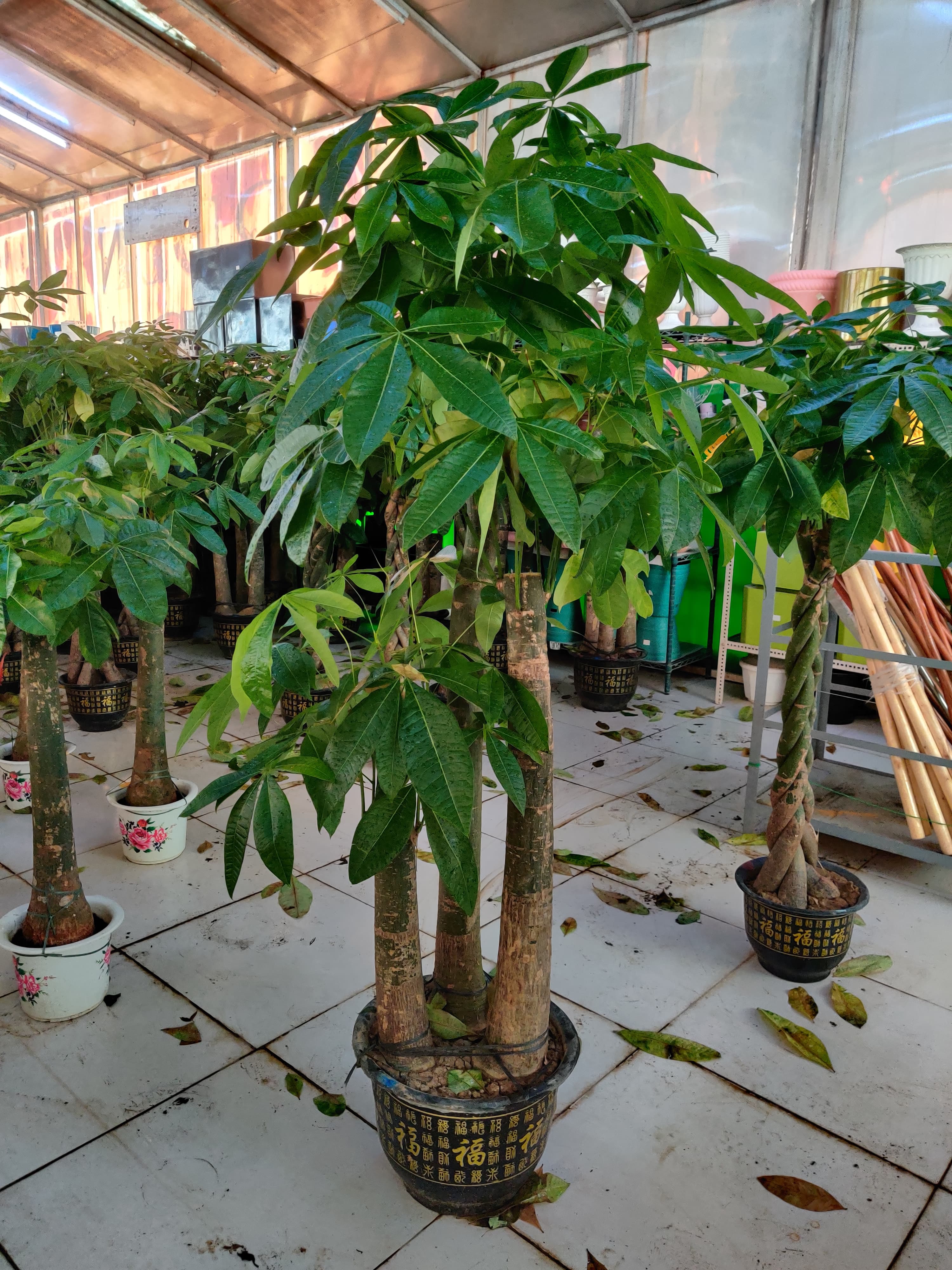 Pachira Aquatica / Water Chestnut / Money Tree