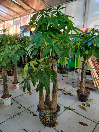 Pachira Aquatica / Water Chestnut / Money Tree