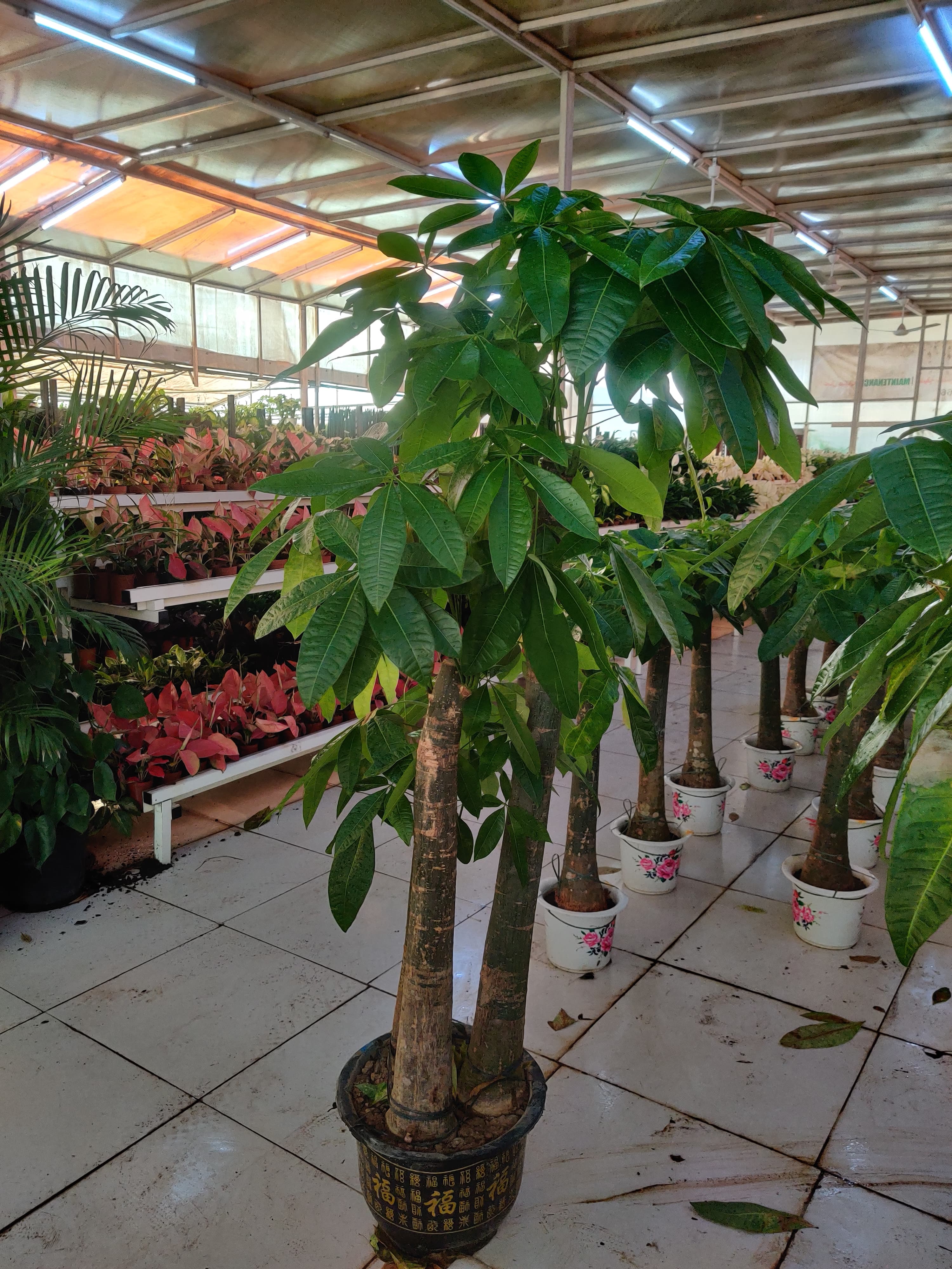 Pachira Aquatica / Water Chestnut / Money Tree