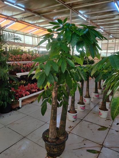 Pachira Aquatica / Water Chestnut / Money Tree