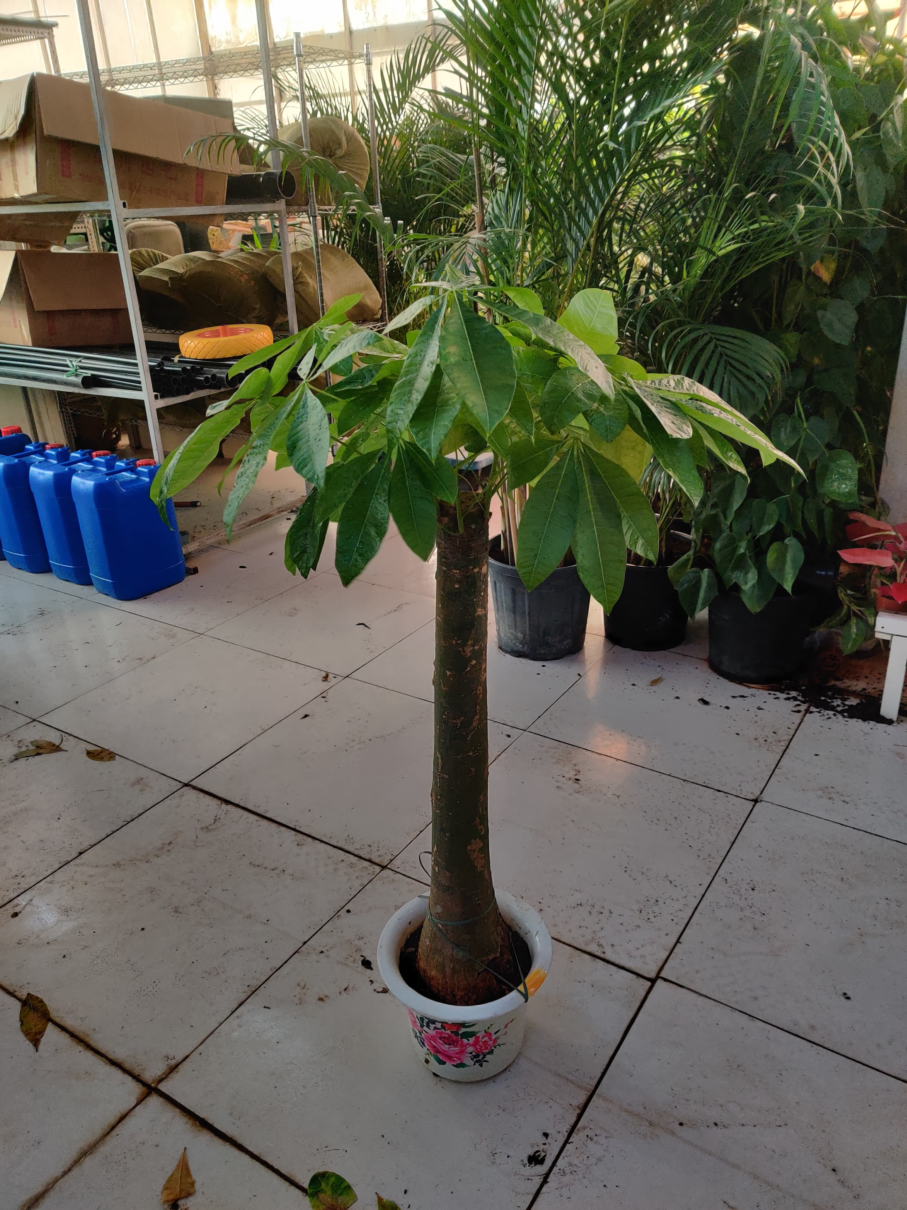 Pachira Aquatica / Water Chestnut / Money Tree