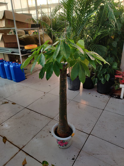 Pachira Aquatica / Water Chestnut / Money Tree