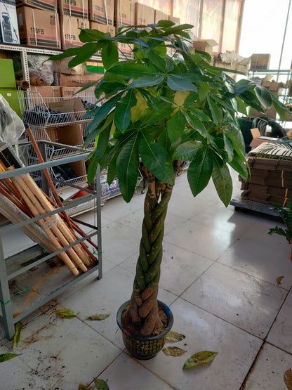 Pachira Aquatica / Water Chestnut / Money Tree