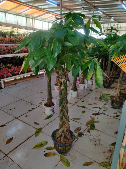 Pachira Aquatica / Water Chestnut / Money Tree