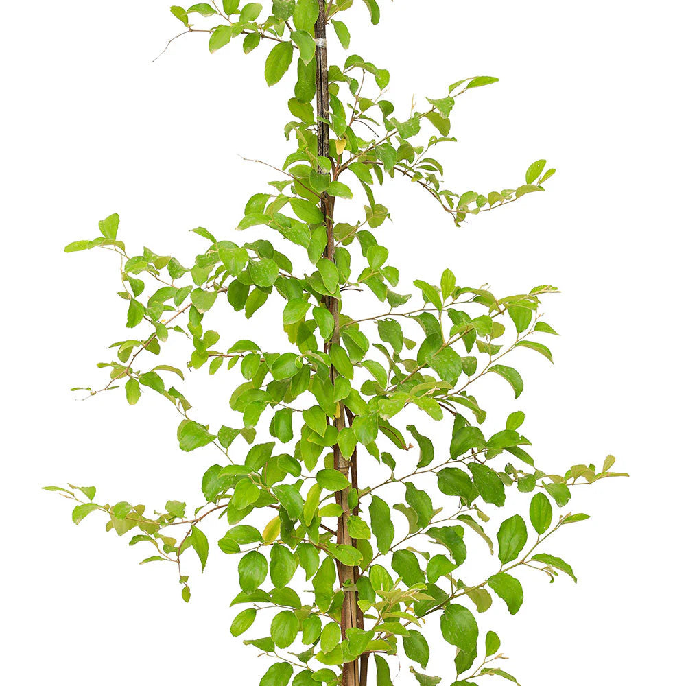 Sidr Tree (Ziziphus Spina-Christi)