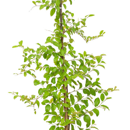Sidr Tree (Ziziphus Spina-Christi)
