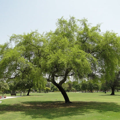 Sidr Tree (Ziziphus Spina-Christi)