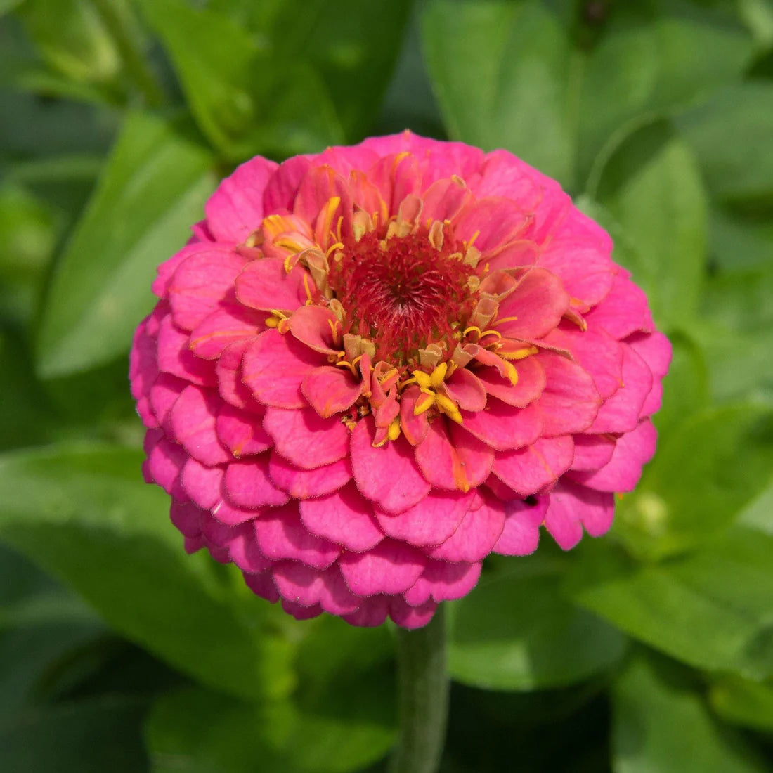 Zinnia