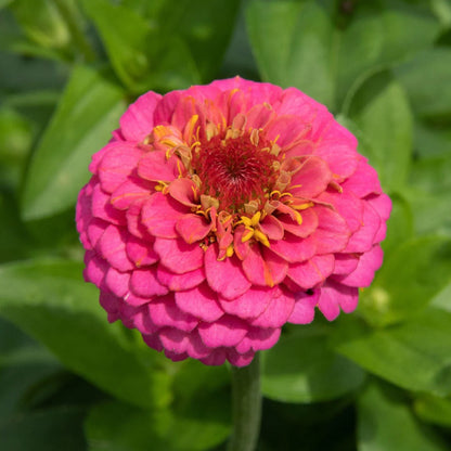 Zinnia