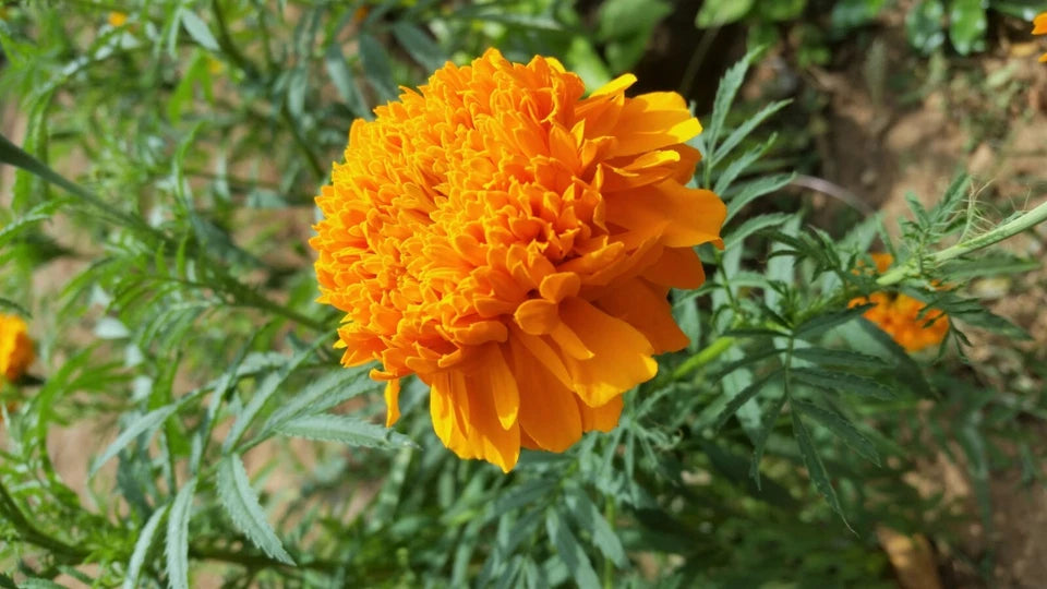 Marigold