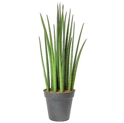 Sansevieria Cylindrica (Dracaena angolensis)(African spear)