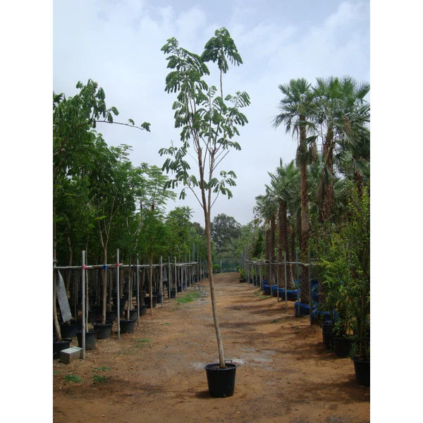 Siris Tree (Albizia Lebbeck)