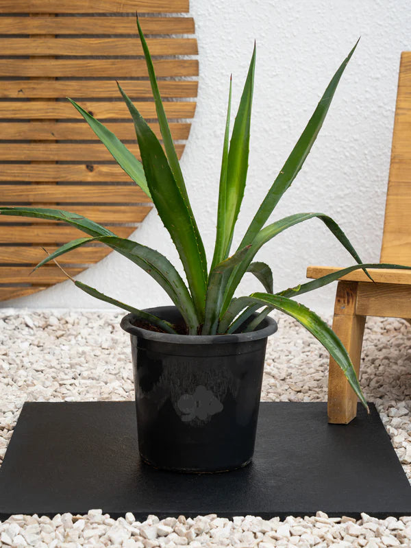 Agave Americana / Agave Yellow Leaves