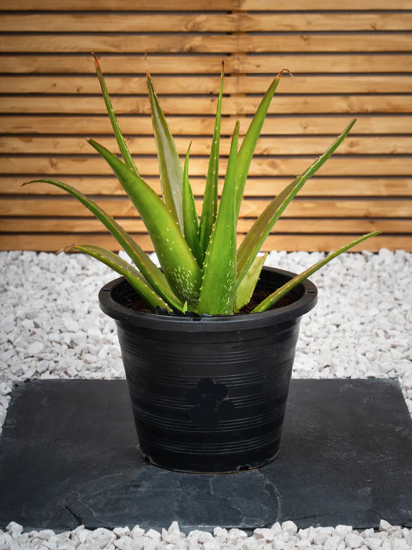 Aloe Vera (Aloe Vera)
