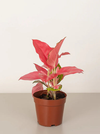 Aglaonema Pink