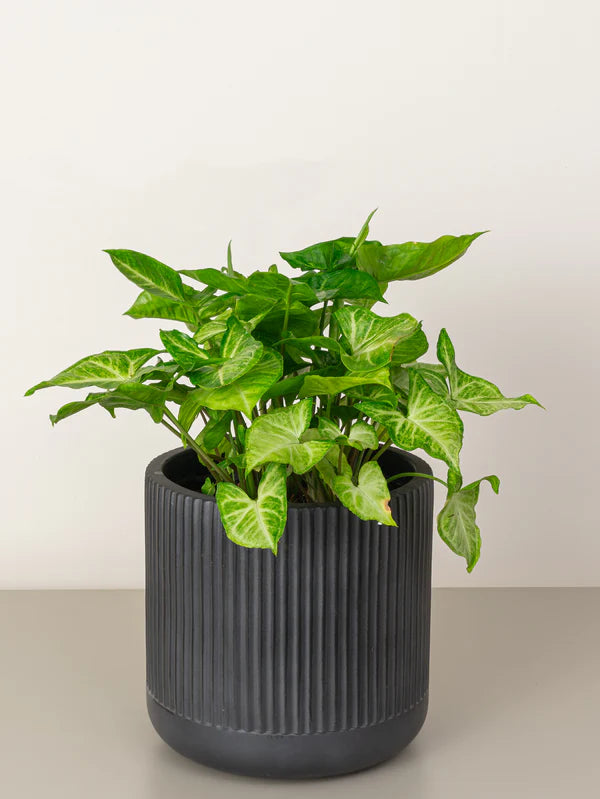 Arrowhead Plant (Syngonium Pixie)