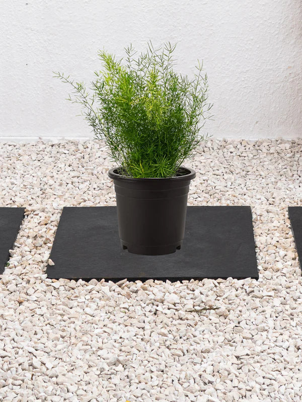 Emerald Feather (Asparagus Sprengeri)