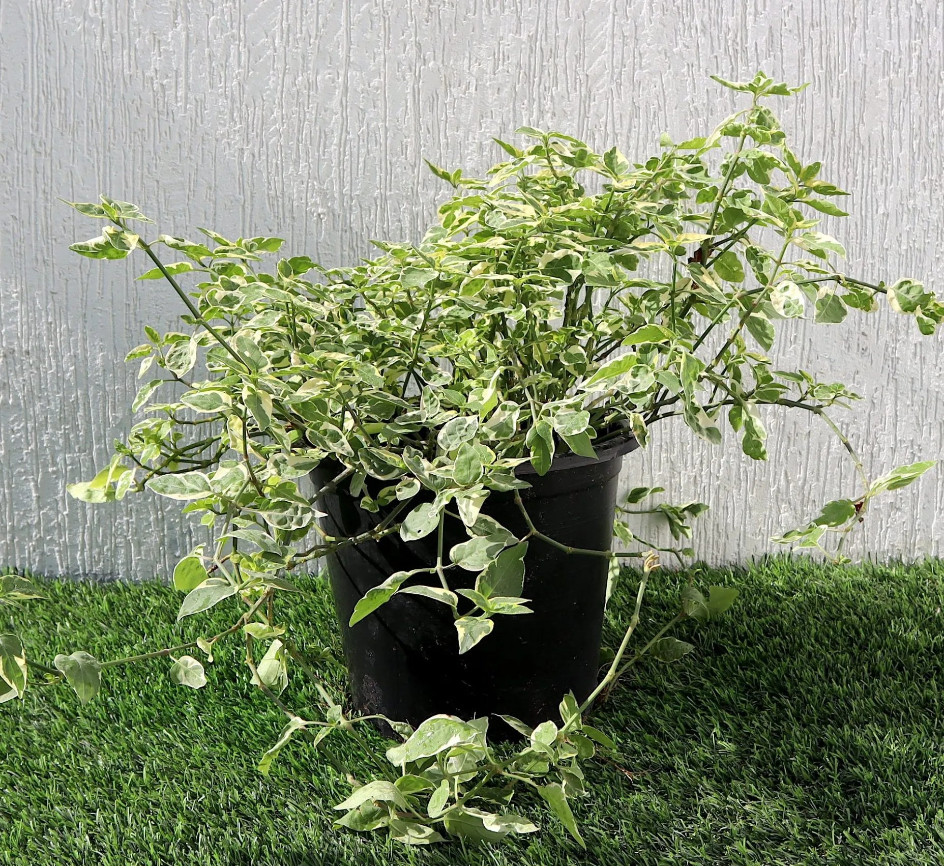 Asystasia Gangetica (Chinese Violet)