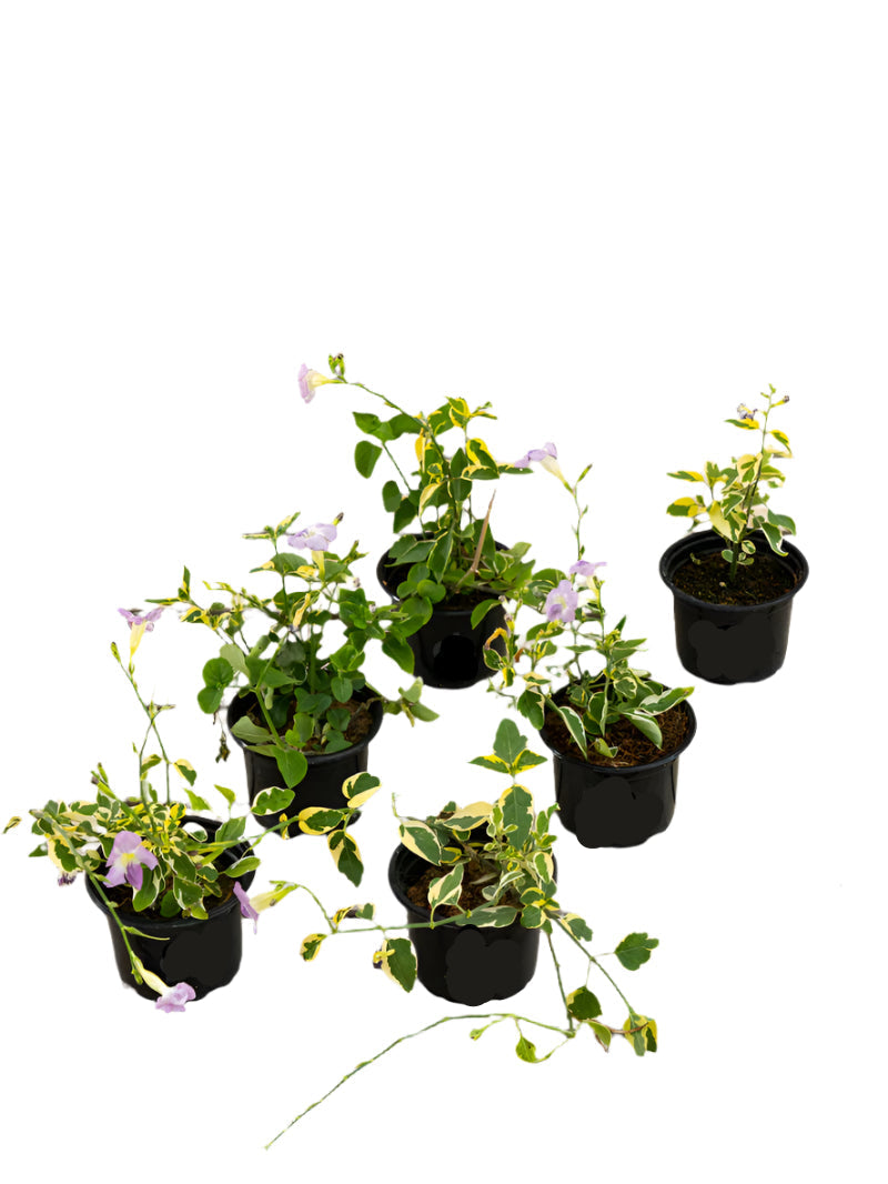 Asystasia Gangetica (Chinese Violet)