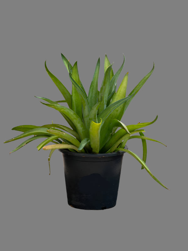 Agave Spineless (Agave Attenuata)