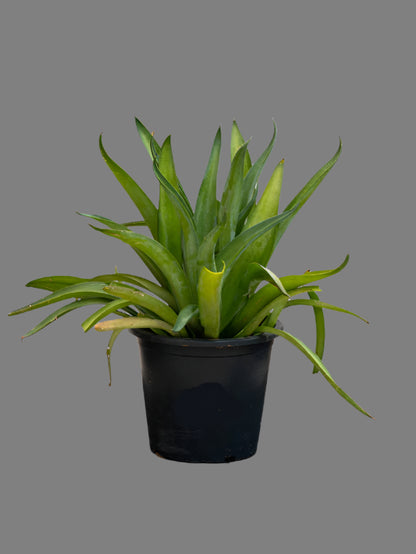 Agave Spineless (Agave Attenuata)