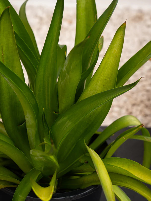 Agave Spineless (Agave Attenuata)