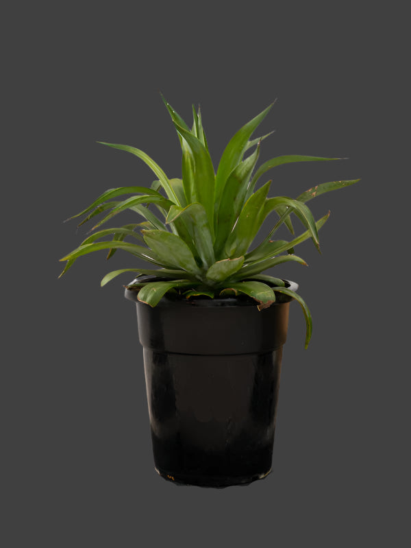 Agave Spineless (Agave Attenuata)