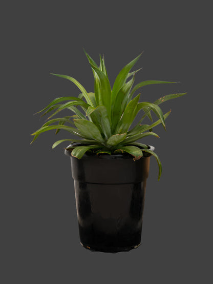 Agave Spineless (Agave Attenuata)