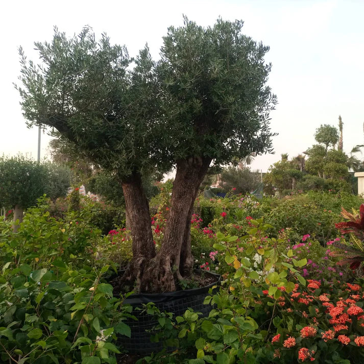 Olive Tree (Olea europaea)