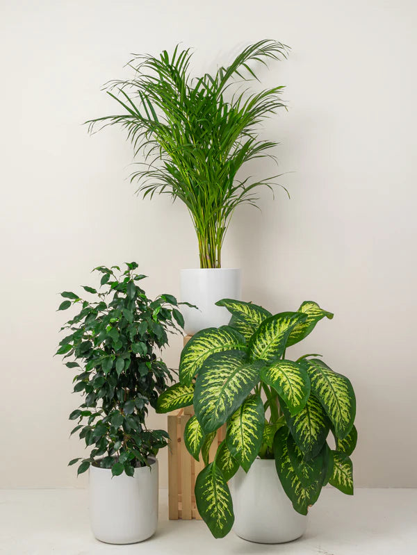 Home Decorator(Areca Palm | Dieffenbachia Seguine | Ficus Benjamina)