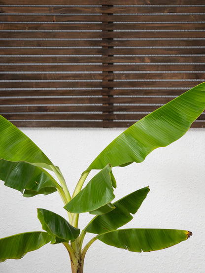 Banana Plant (Musa Paradisiaca)