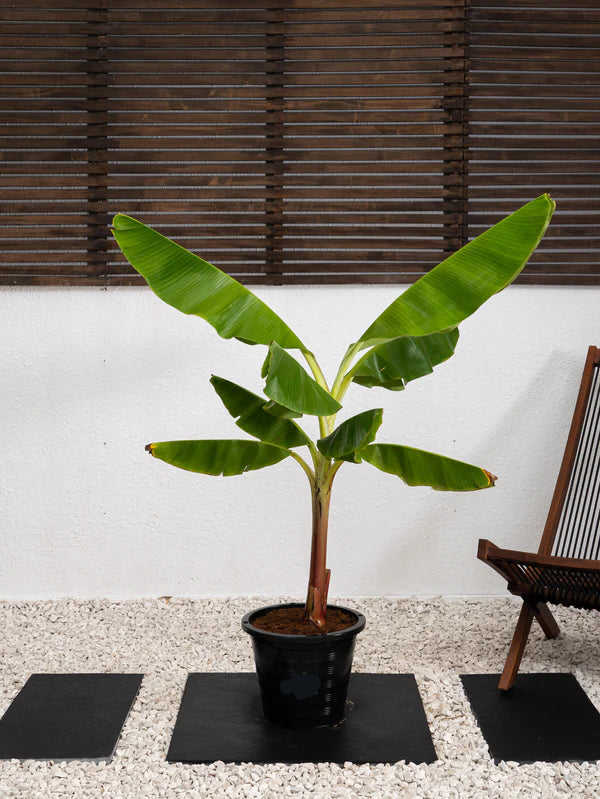 Banana Plant (Musa Paradisiaca)