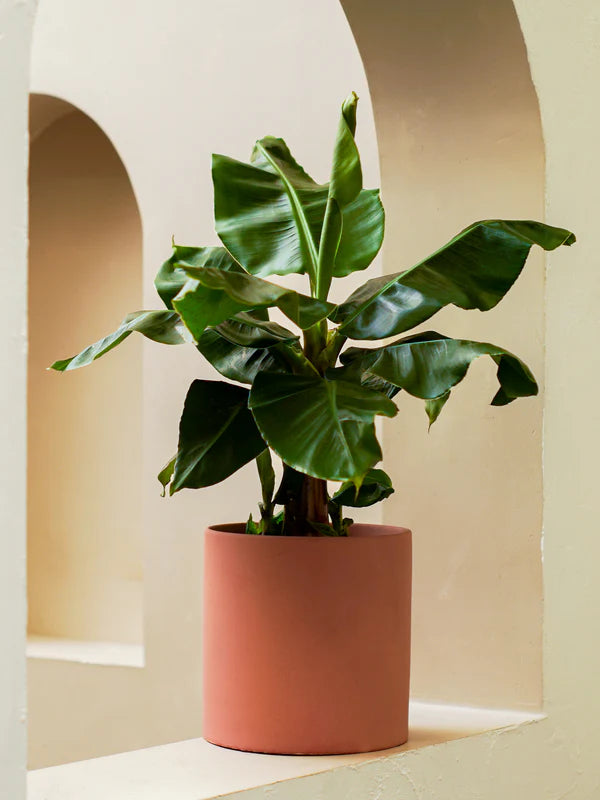 Indoor Banana Plant (Musa acuminata ‘Dwarf Cavendish’)