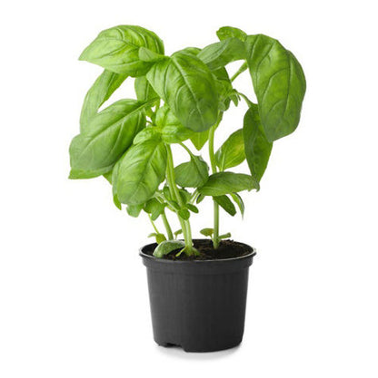 Basil / Ocimum basilicum