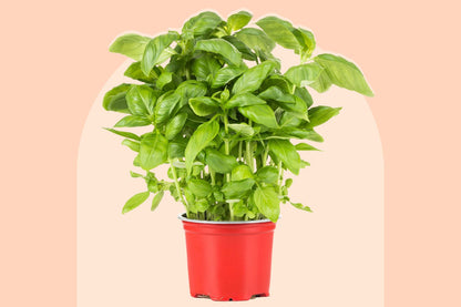 Basil / Ocimum basilicum
