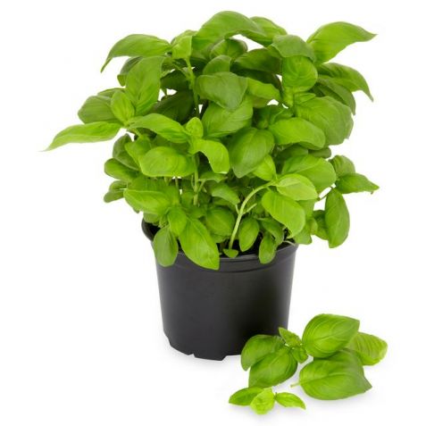 Basil / Ocimum basilicum