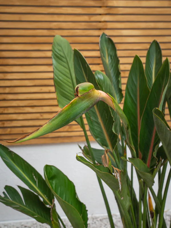 Bird Of Paradise (Strelitzia Reginae)
