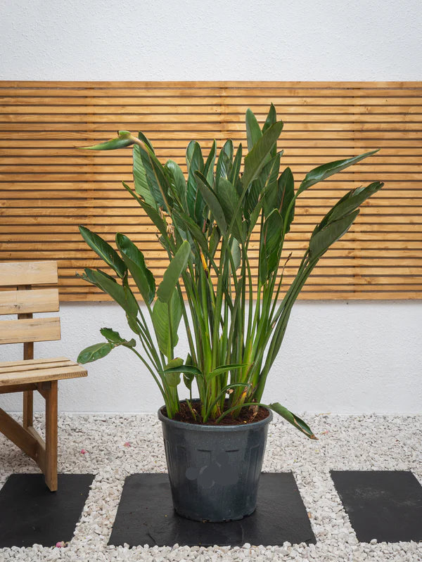 Bird Of Paradise (Strelitzia Reginae)