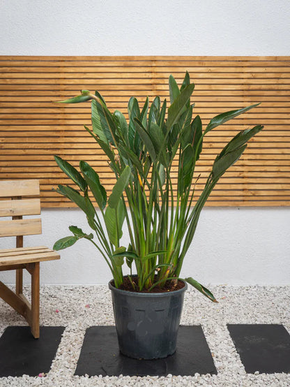 Bird Of Paradise (Strelitzia Reginae)
