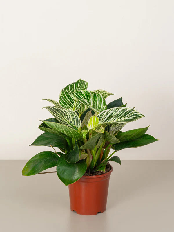 Philodendron Birkin