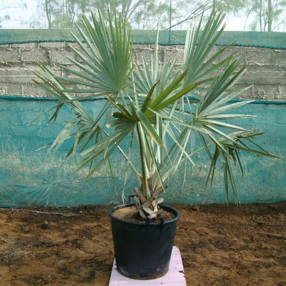 Bismark Palm (Bismarckia Nobilis)
