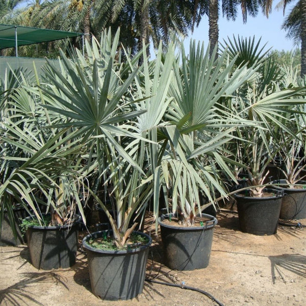 Bismark Palm (Bismarckia Nobilis)