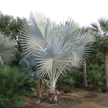 Bismark Palm (Bismarckia Nobilis)